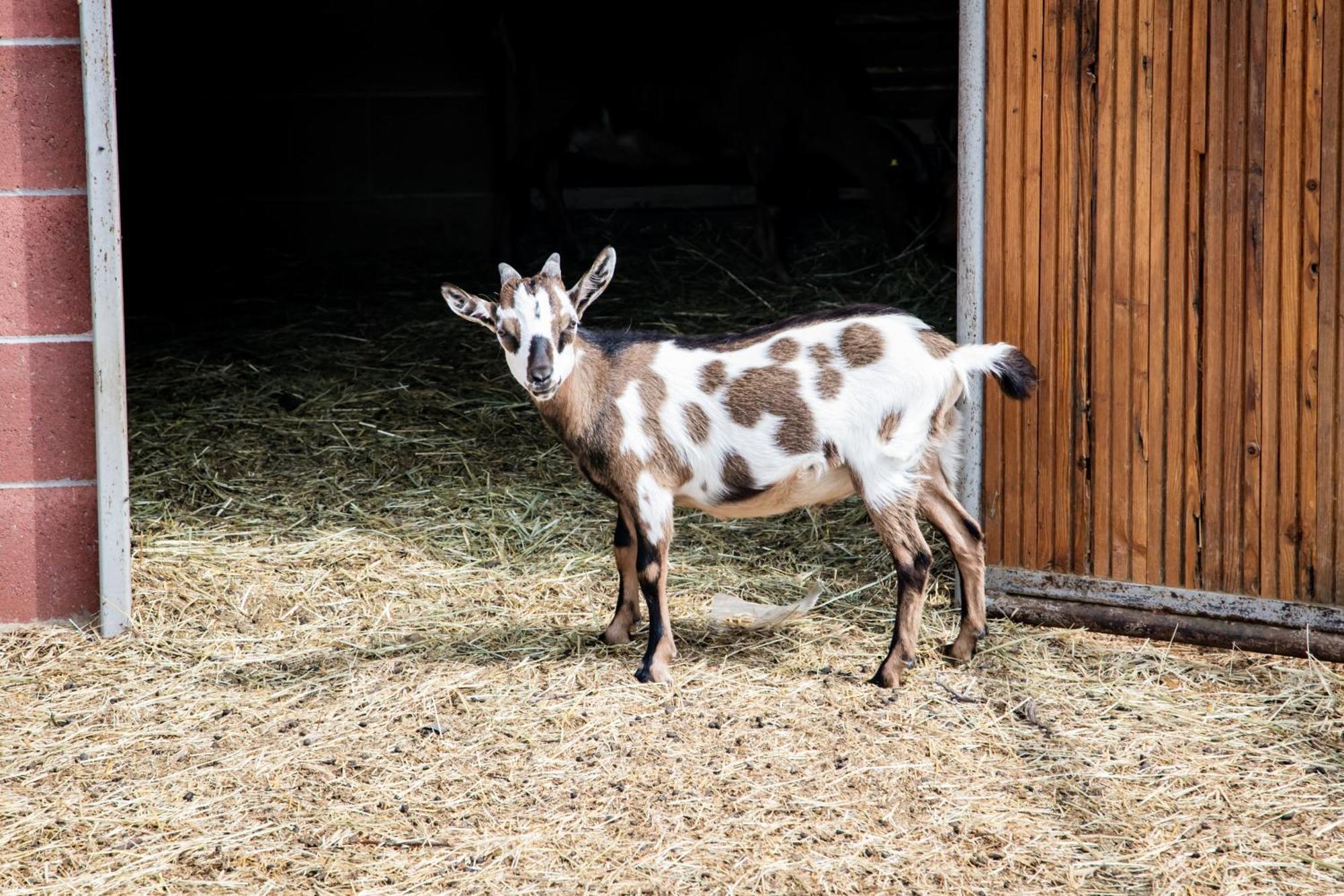 Agriturismo Parco Campofelice Lombardore Eksteriør billede